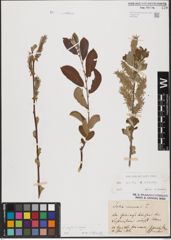 Foto von Salix aurita L. x Salix cinerea L.